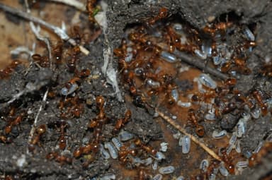 Myrmica rubra photo 97