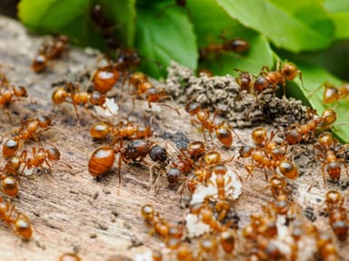 Myrmica rubra photo 100