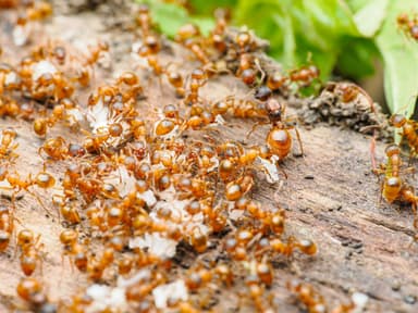 Myrmica rubra photo 101