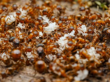 Myrmica rubra photo 102