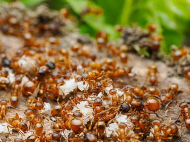 Myrmica rubra photo 103