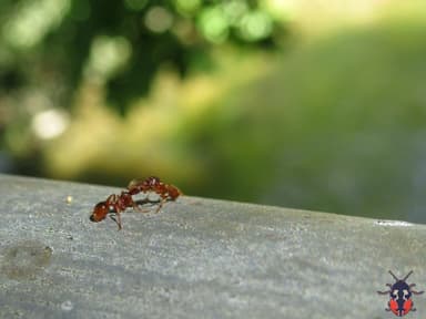 Myrmica rubra photo 105