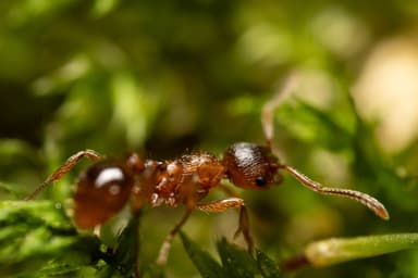 Myrmica rubra photo 106