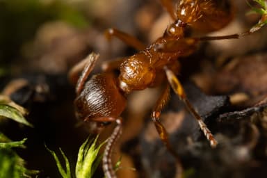 Myrmica rubra photo 107