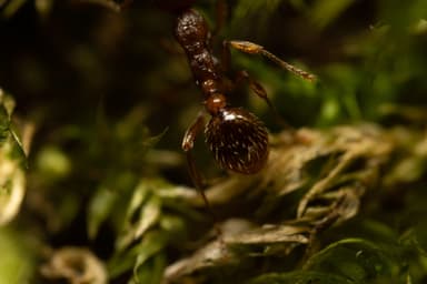 Myrmica rubra photo 108