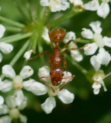 Myrmica rubra photo 111