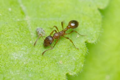 Myrmica rubra photo 112