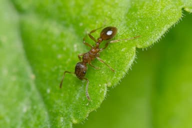 Myrmica rubra photo 113