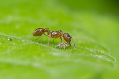 Myrmica rubra photo 114