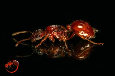 Myrmica rubra — queen photo 116
