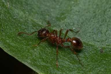 Myrmica rubra photo 117