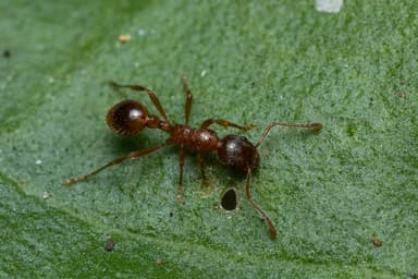 Myrmica rubra photo 118