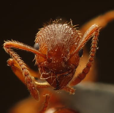 Myrmica rubra photo 121