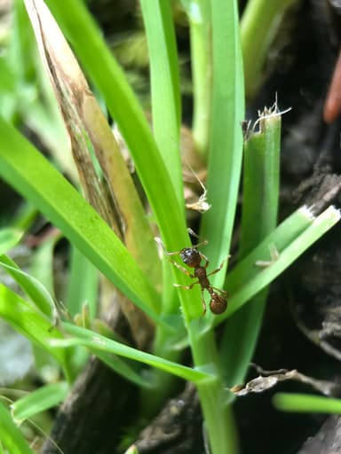 Myrmica rubra photo 124