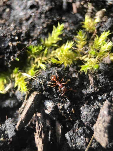Myrmica rubra photo 128