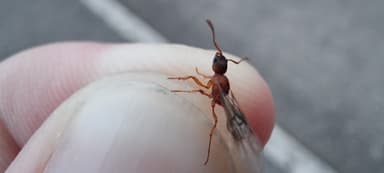 Myrmica rubra — queen photo 133