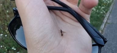 Myrmica rubra — queen photo 134