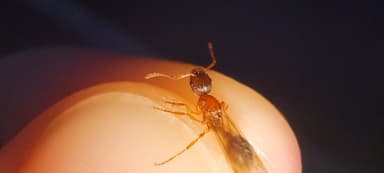 Myrmica rubra — queen photo 135