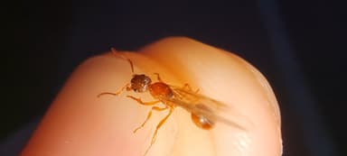 Myrmica rubra — queen photo 137