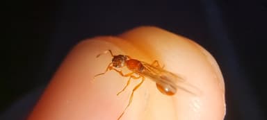 Myrmica rubra — queen photo 138