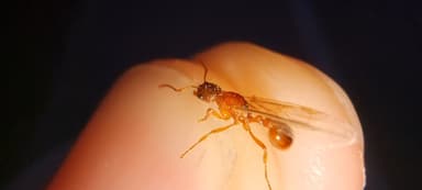 Myrmica rubra — queen photo 139