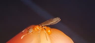 Myrmica rubra — queen photo 140