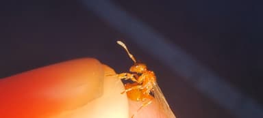 Myrmica rubra — queen photo 141