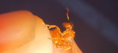 Myrmica rubra — queen photo 142