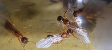 Myrmica rubra — queen photo 143