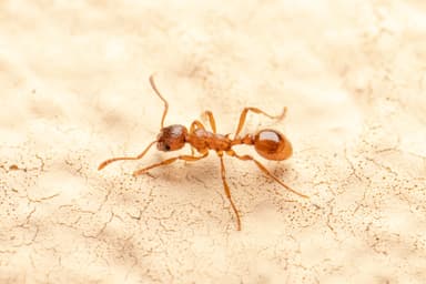 Myrmica rubra photo 144