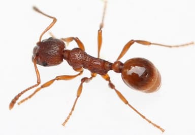 Myrmica rubra photo 145
