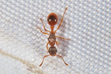Myrmica rubra photo 150
