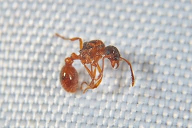 Myrmica rubra photo 151