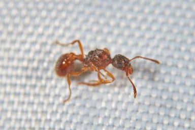 Myrmica rubra photo 153