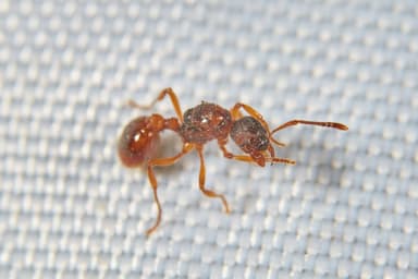 Myrmica rubra photo 154