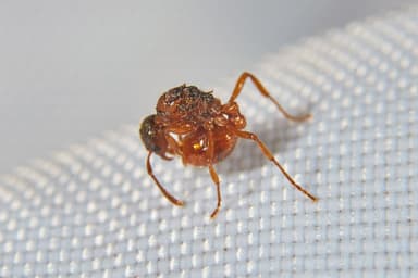 Myrmica rubra photo 157