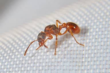 Myrmica rubra photo 158
