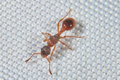 Myrmica rubra photo 161