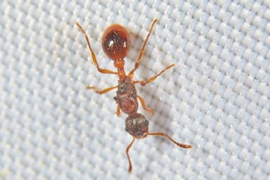 Myrmica rubra photo 162