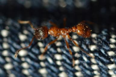 Myrmica rubra photo 1