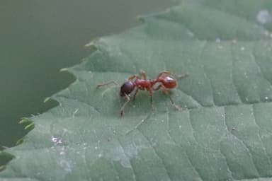 Myrmica rubra photo 2