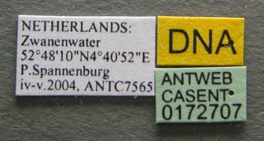 Myrmica rubra photo 5