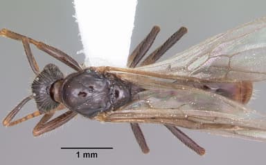 Myrmica rubra — queen photo 8
