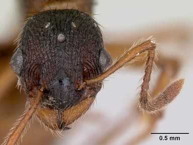Myrmica rubra — queen photo 11
