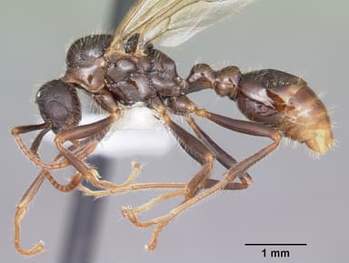 Myrmica rubra — queen photo 12