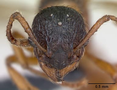 Myrmica rubra — queen photo 13