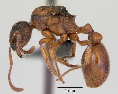 Myrmica rubra — queen photo 14