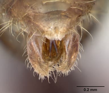 Myrmica rubra — queen photo 17