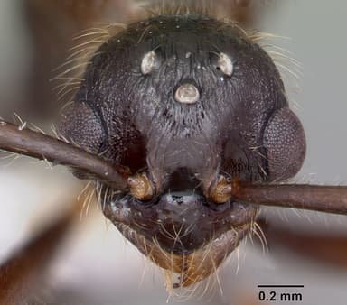 Myrmica rubra — queen photo 18