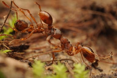 Myrmica ruginodis photo 119